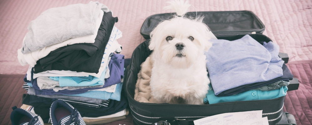 Guide to Travelling with Pets from PetGuide.com