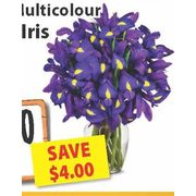 Beautiful, Multicolour Fresh Cut Iris - 2/$8.00 ($4.00 off)