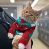 PetSmart Canada Cyber Monday 2021: Up to 20% Off Online Orders Until December 2