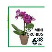 2.5" Mini Orchids - $6.88