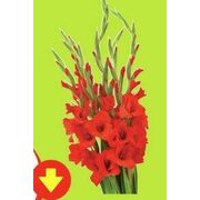 Gladiolus Bouquet  - $4.49