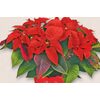 Red Poinsettia  - $7.99