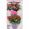 Rosebush or Kalanchoe - $11.99