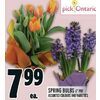 Spring Bulbs - $7.99